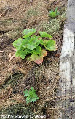 New marigolds around existing geranium