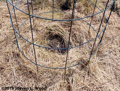 Empty Sunray cage