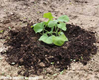 Butternuts transplanted with trough around them