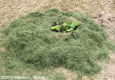 Butternut plants mulched