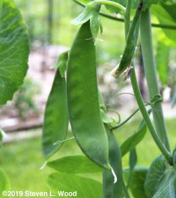 Pea pods fattening