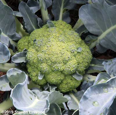 Large, immature head of Castle Dome broccoli