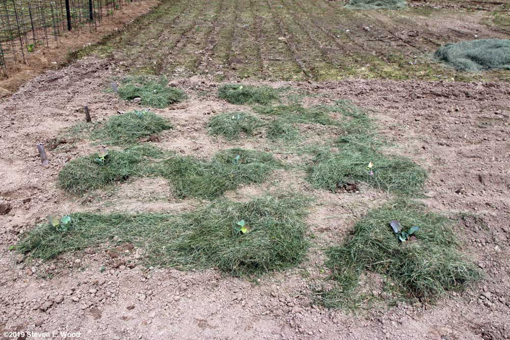 Goliath broccoli planted for seed crop