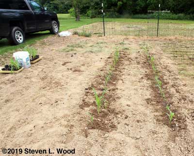 Transplanting sweet corn