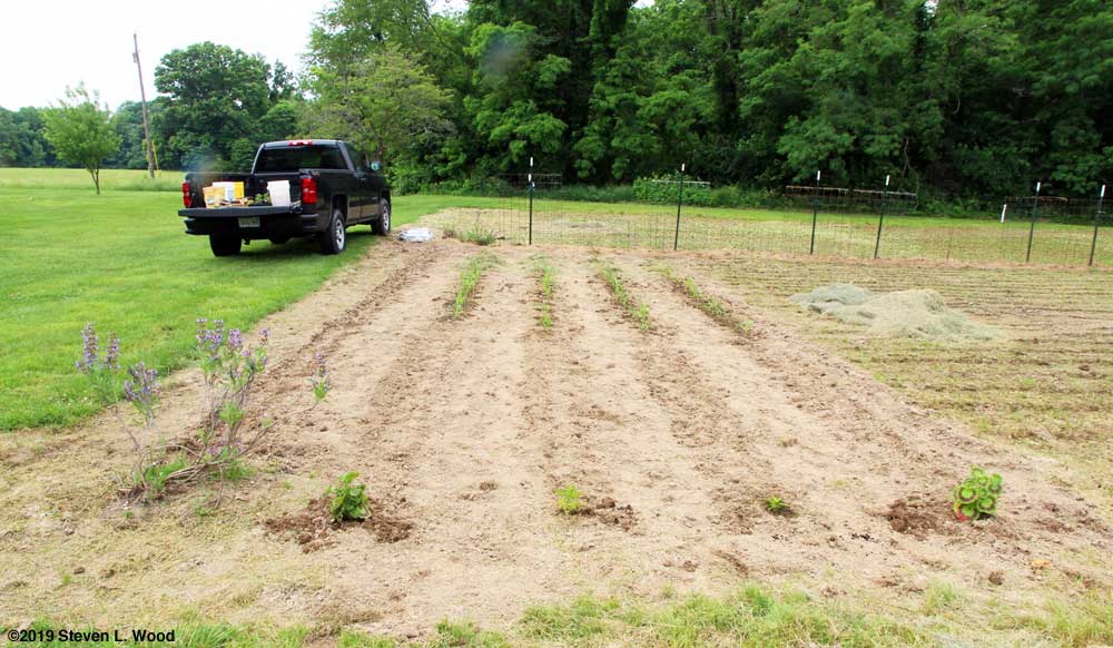 Finished planting of broccoli, sweet corn, and kidney beans