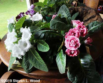 Older gloxinia plants in bloom