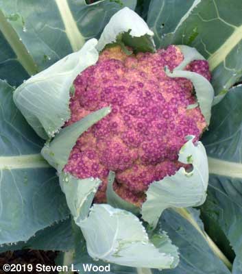 Ripening head of Violet of Sicily cauliflower
