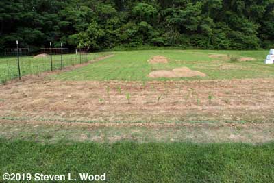 Part of our East Garden - June 1, 2019