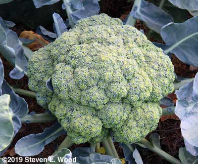 Huge head of Castle Dome broccoli