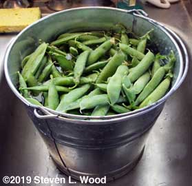 Peas soaking