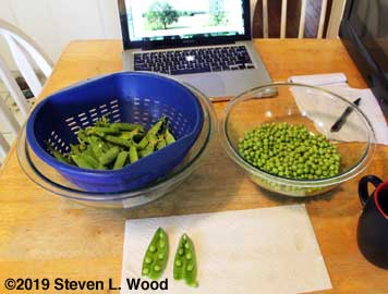 Shelling peas