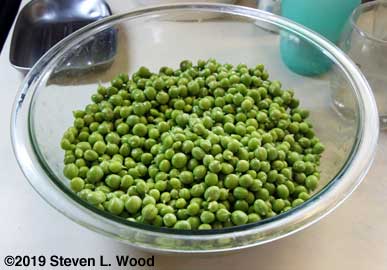 Shelled peas ready for blanching and freezing