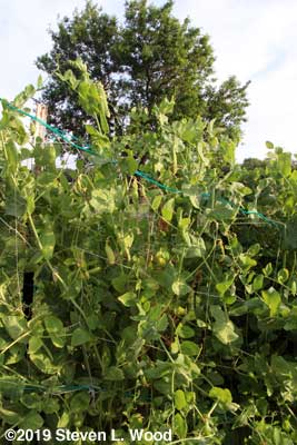 Champion of England pea vines and pods