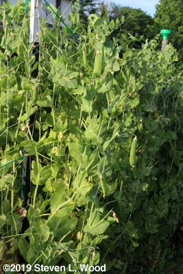More Champion of England pea vines and pods