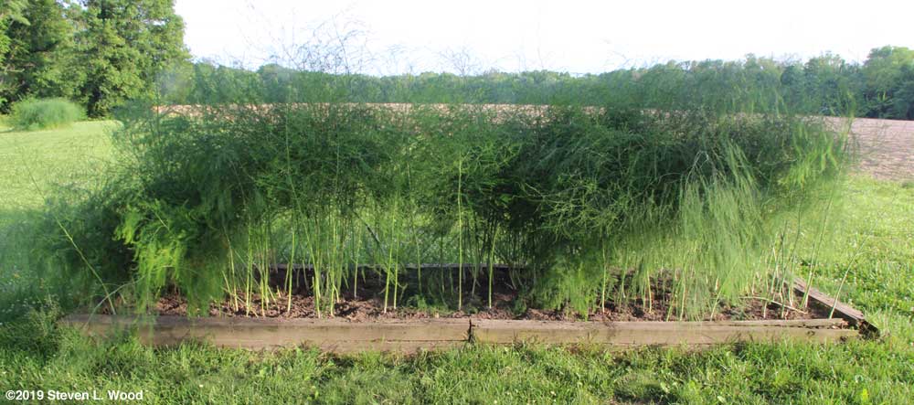 Our raised bed of asparagus