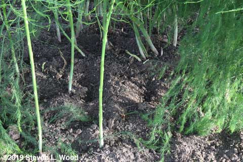 A spot where dog digging thinned out the asparagus