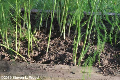 A nice fill of asparagus plants