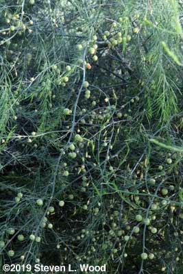 Female asparagus plant heavy with seed