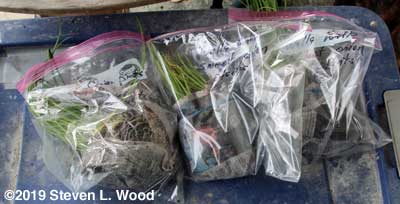 Bagged extra onion plants