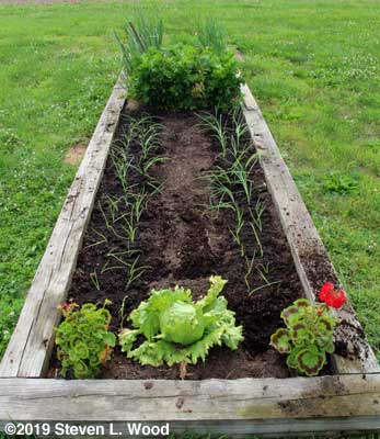 Onions transplanted