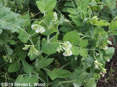 Eclipse peas still blooming