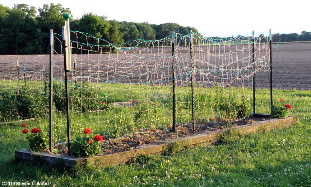 Cleared pea trellis