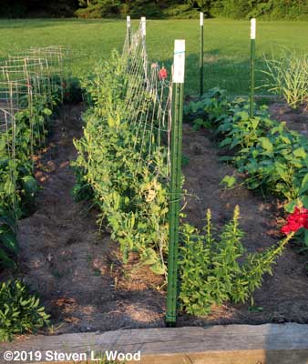 Eclipse and Encore peas still producing