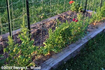 Abundant Bloomsdale spinach plants going to seed (Yippee!)
