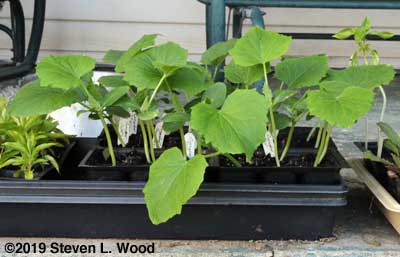 JLP cucumber transplants hardening off on our back porch