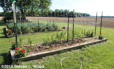 Japanese Long Pickling cucumbers transplanted