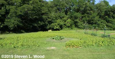 Mulched butternut plants in with buckwheat around them