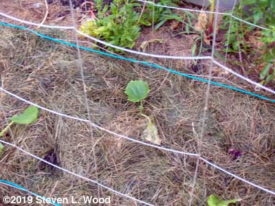 Cucumber plant bouncing back