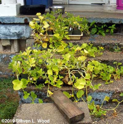 Melon transplants getting way too big and old