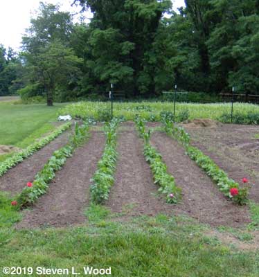 Kidney beans, sweet corn, broccoli, tomatoes and peppers, and buckwheat