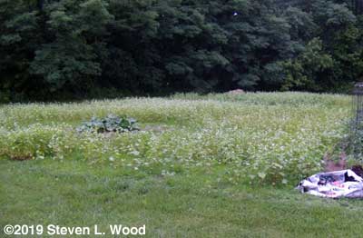 Buckwheat in bloom around butternut hill
