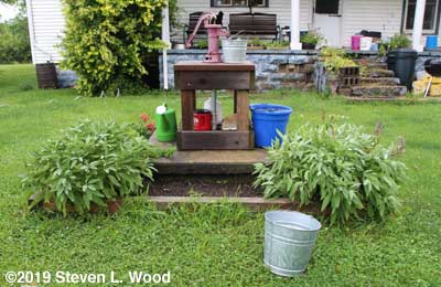 Sage in herb garden