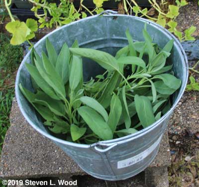 Picked sage