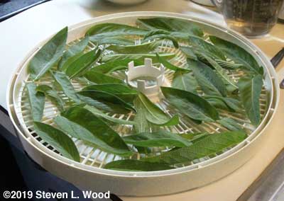 Sage leaves in single layer on dehydrator tray