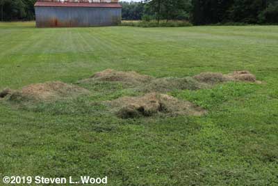 Piles of grass clippings to mulch pumpkin planting
