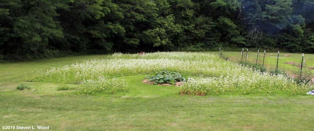 Butternut vines surrounded by buckwheat