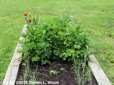 Celery in 2019