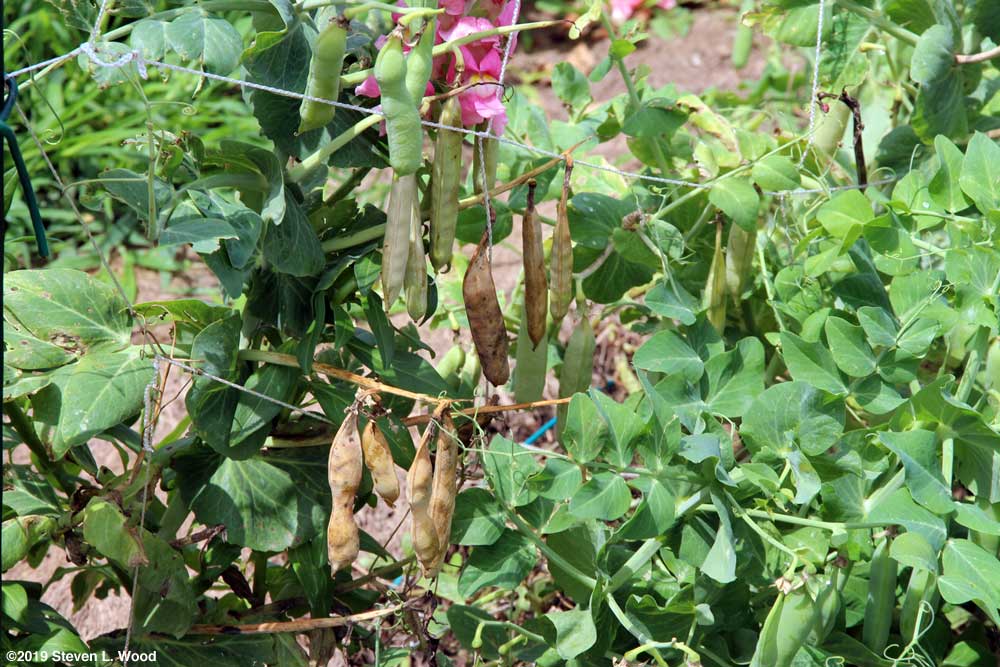 Eclipse peas drying down for seed saving