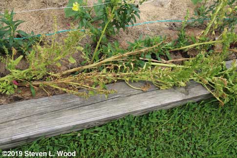 Female Abundant Bloomsdale spinach plant drying down with seed