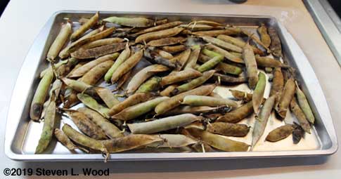 Eclipse pea pods drying on cookie sheet