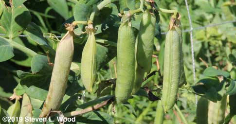 Peas that need a little more time