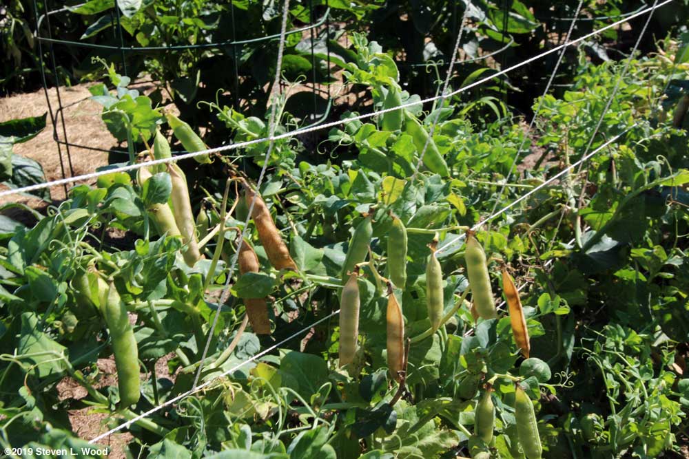 Encore peas - brown, tan, and green
