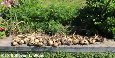 Walla Walla onions at edge of raised bed