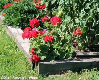 Maverick Red geranium in bloom