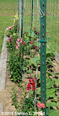 Snapdragons along cucumber row
