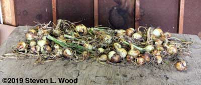 Onions moved to the garage